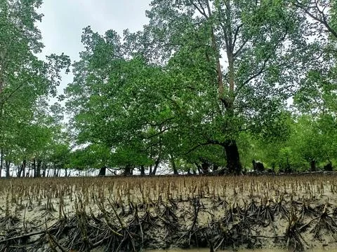 A lush mangrove forest. Stock Photos