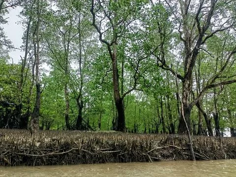 A lush mangrove forest. Stock Photos