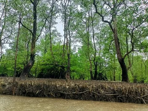 A lush mangrove forest. Stock Photos