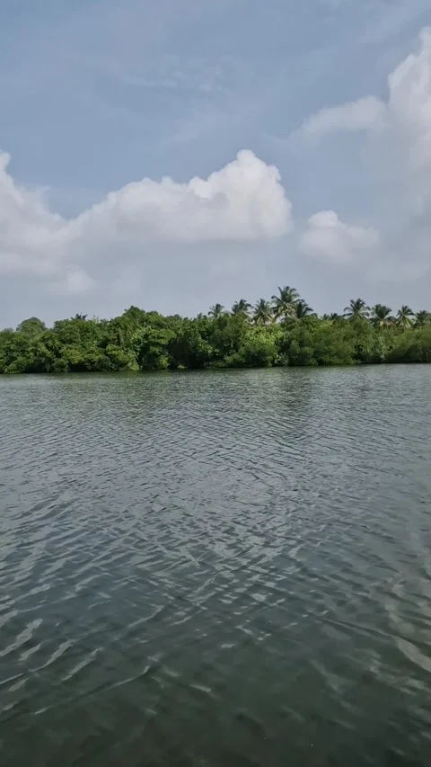 Lush mangrove forest reflecting in Madu Ganga river. Stock Footage 335808043