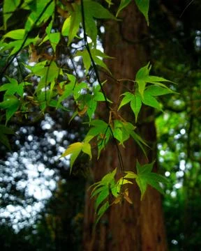Lush Maple Leaves in Front of Cedar Wood Tree Stock Photos
