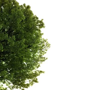 Lush maple tree growing in the wild with copy space Stock Photos