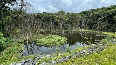 Lush marsh with reflections Foto stock