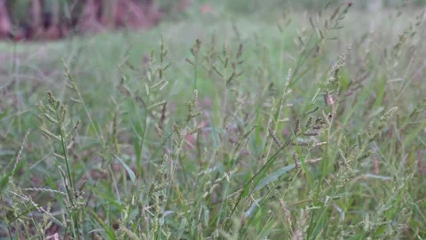 Lush Meadow of Dense Grass and Weeds Stock-Footage 328528291