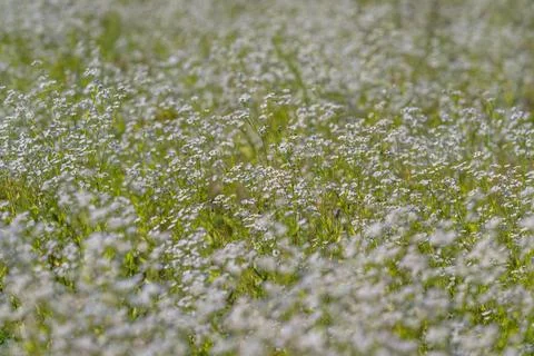 A lush meadow is filled with tiny white blossoms dancing in the breeze, surro Stock Photos