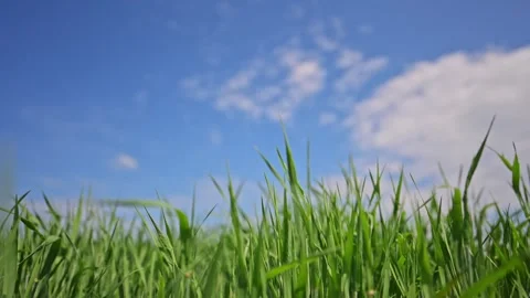 Lush meadow grass moving in wind beneath bright blue sky, slow motion beauty. Stock Footage 310098597