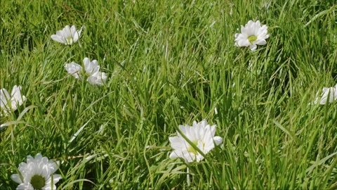 Lush Meadow Grass with White Daisies in Soft Spring Light Stock Footage 341073465
