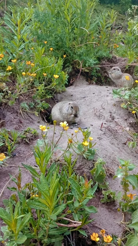 In a lush meadow, two small animals engage playfully amidst colorful wildflowers Video stock 312818310
