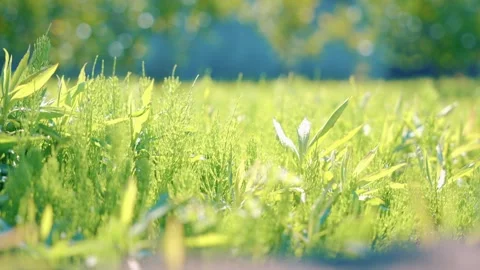 Lush Meadow Under Soft Sunlight Stock Footage 307372804