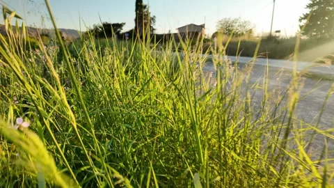 Lush Mediterranean Spring with Grass Plants and Flowers 스톡 동영상 332167267