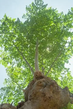 Lush Moringa Tree Canopy Viewed from Below Foto stock