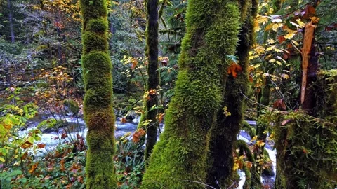 Lush Moss-Covered Forest and Stream in Pacific Northwest National Park Stock Footage 332142711