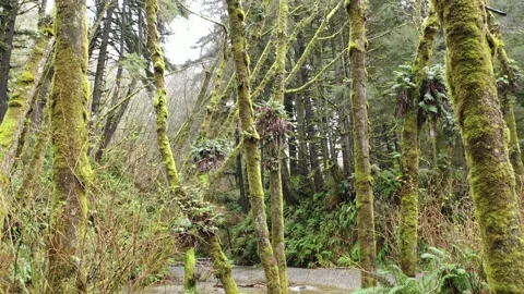 Lush Moss Covered trees and stream 스톡 동영상 149719285