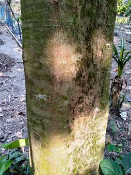 Lush moss covering a tree trunk Stock Photos