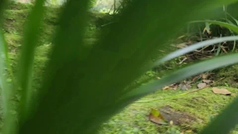 Lush moss covers the forest floor 動画素材 337698571