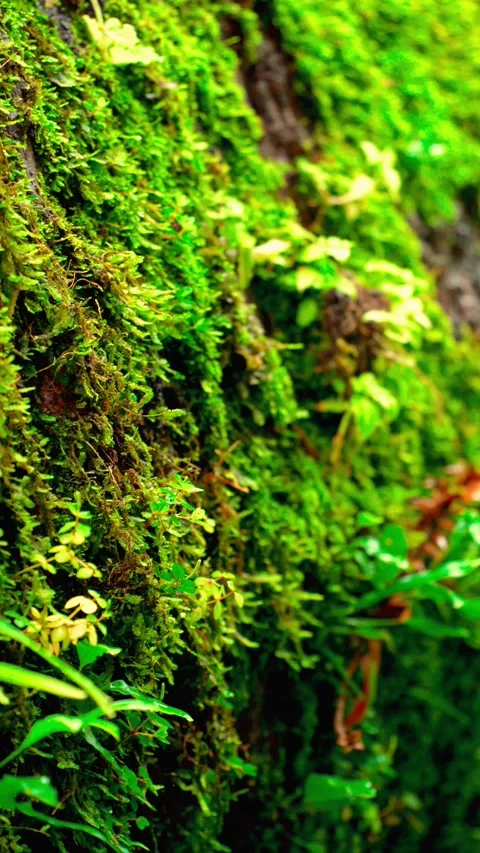 Lush moss on forest tree surface Stock Footage 333500043