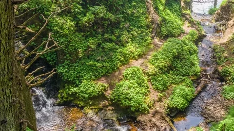 Lush Mossy Forest With Stream 4K Footage of Ferns, Algae, and Moss Growing on Stock Footage 309319394