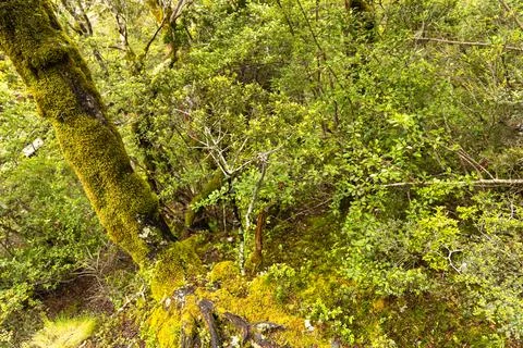 Lush Mossy Tree Trunk Dense Forest Stock Photos