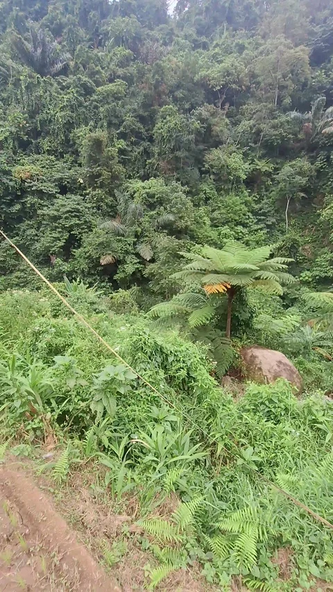 Lush Mountain Forest with Rice Fields Stock Footage 317946935