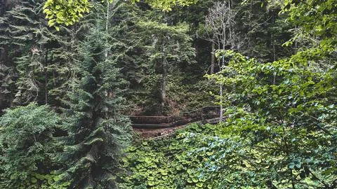 Lush mountain forest trail surrounded by dense green vegetation 库存照片