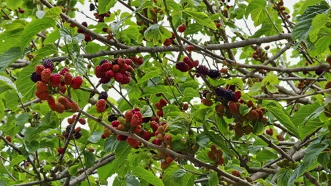 Lush Mulberry Tree with Berries Stock Footage 278523122