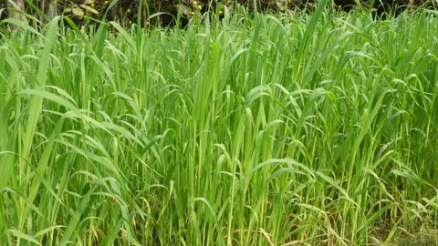 Lush Napier Elephant Grass 库存影片 332585534