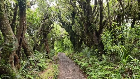 Lush Native Forest on the Mangorei Track to Pouakai Tarns, Egmont National .. Stock Footage 285374287