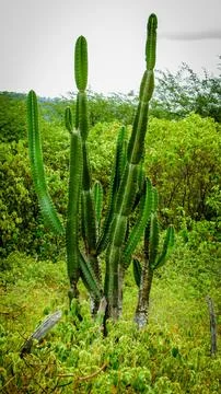 Lush natural landscape featuring multiple columnar cacti thriving in a dens.. Stock Photos