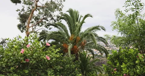 Lush nature in Madeira, 4K Stock Footage 254091638