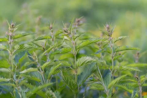 Lush nettle field with dense vertical stems and scattered seed spikes, soft b Stock Photos