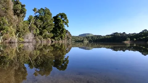 Lush Nikau Forest Reflection at Kaikoha Lakes in New Zealand's Tasman Distr.. Stock Footage 286764351