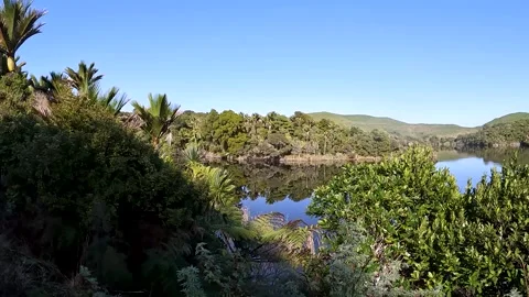 Lush Nikau Forest Reflection at Kaikoha Lakes in New Zealand's Tasman Distr.. Stock Footage 286764770