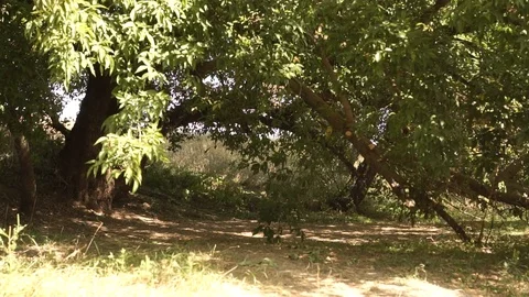 Lush oak branches give a cozy shade on a hot sunny day Stock Footage 120934082