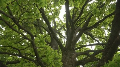Lush oak crown inside.A lone oak in a field. Branches and oak leaves close-up Stock Footage 109202749
