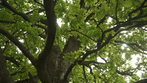 Lush oak crown inside.A lone oak in a field. Branches and oak leaves close-up Stock Footage 109202774