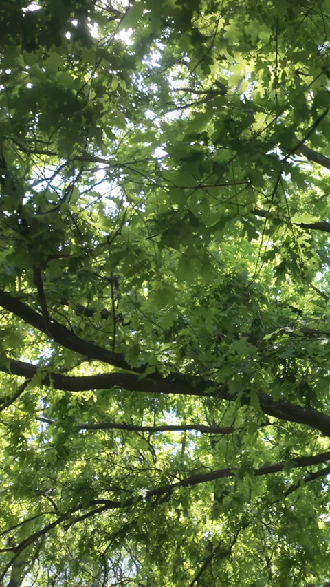 Lush oak Quercus tree canopy with bright sun flare against, moving forward Stock Footage 345870829