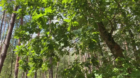 Lush oak tree between pine trees in a sunny forest. Stock Footage 269010421
