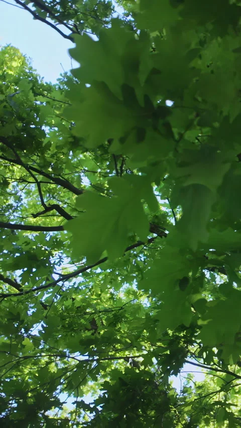 Lush oak tree canopy with vibrant green foliage, bottom-up view, camera rotating Stock Footage 345872606