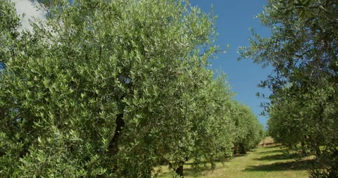 Lush olive grove trees in tuscany, italy Видео 340588152