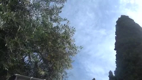 A lush olive tree next to a tall cypress tree reaching high into the sky Stock-Footage 311528611