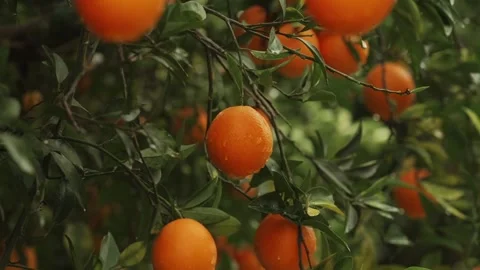 Lush orange orchards basking in sunlight  Nature's citrus treasure Stock Footage 297661278