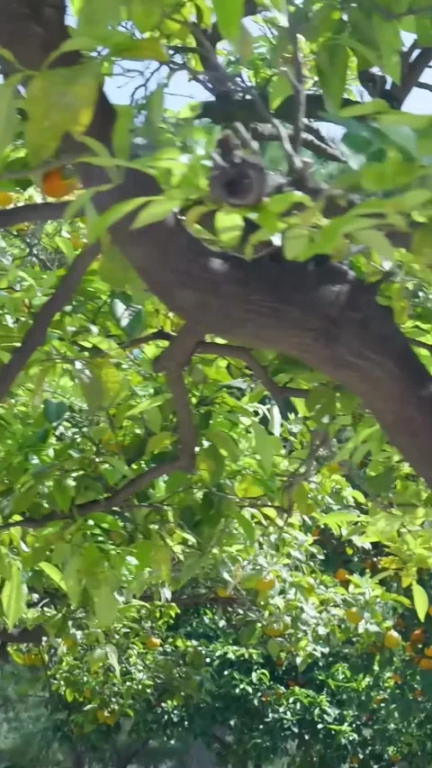 Lush orange tree full of ripe fruit Video stock 327115047