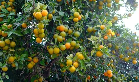 A lush orange tree heavy with a bountiful harvest of ripening citrus fruits. Stock Photos