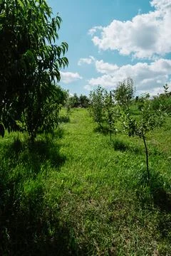 Lush Orchard with Young Trees Under Blue Sky Stock Photos