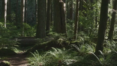 Lush Pacific Nothwest forest scene, static shot, dramatic lighting Stock Footage 332239333