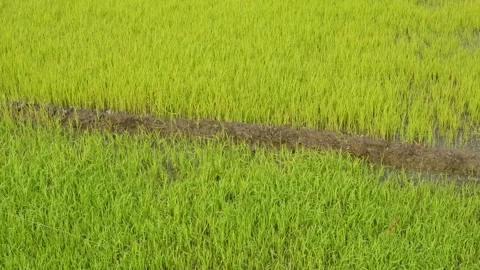 Lush Paddy Fields 库存影片 333415543