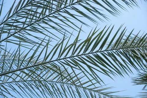 Lush palm fronds create a complex feathery pattern against a clear blue sky.. Stock Photos