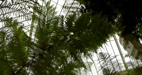Lush Palm Garden Inside a White Conservatory Stock Footage 285234937