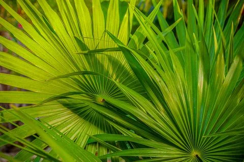 Lush Palm leaf Background Stock Photos