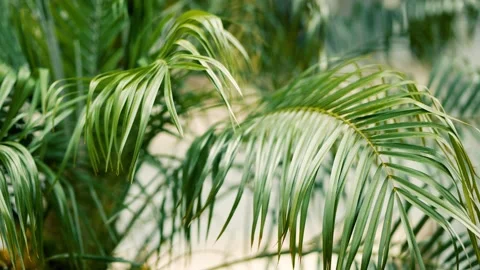 Lush palm leaves move in the wind, strong blurring Stock Footage 154995762